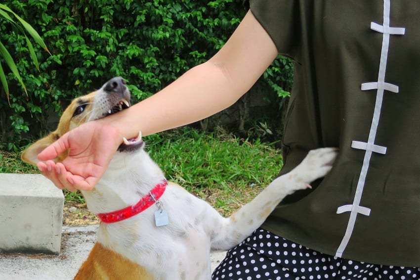 Dog Bite Lawyers